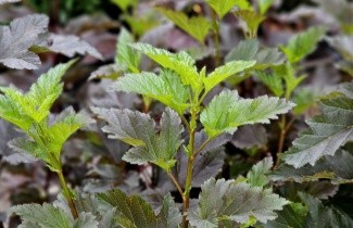 Afbeelding Blaasspiraea 'Summer Wine' - Physocarpus opulifolius 'Summer Wine'