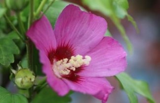 Afbeelding Altheastruik 'Russian Violet' - Hibiscus syriacus 'Russian Violet'