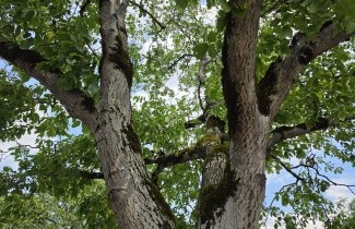 Afbeelding Walnoot - Juglans regia