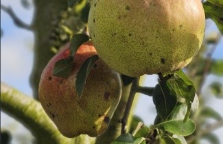 Afbeelding Handpeer 'Doyenne du Comice' - Pyrus communis 'Doyenne du Comice'
