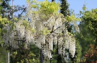 Afbeelding Witte regen - Wisteria sinensis 'Alba'