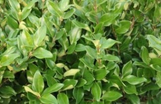 Afbeelding Japanse liguster  - Ligustrum japonicum