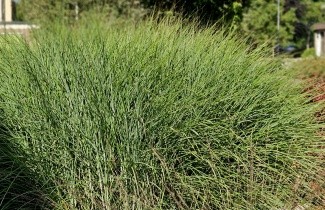 Afbeelding Prachtriet 'Flamingo' - Miscanthus sinensis 'Flamingo'