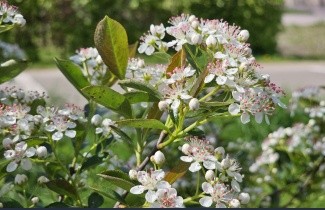 Afbeelding Appelbes  'Hugin' - Aronia melanocarpa 'Hugin'
