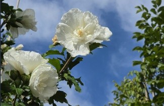 Afbeelding Opgaande Hibiscus met witte bloei - Hibiscus syriacus 'White Chiffon'
