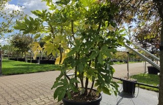Afbeelding Groenblijvende Japanse Vingerplant - Fatsia Japonica
