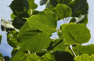 Afbeelding Linde - Tilia x flavescens 'Glenleven'