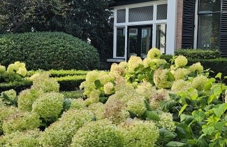 Afbeelding Amerikaanse Hortensia 'Annabelle' - Hydrangea arborescens 'Annabelle'