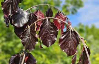 Afbeelding Rode treurbeuk - Fagus sylvatica 'Purple Fountain'