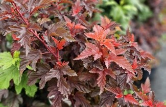 Afbeelding Blaasspiraea 'Little Angel' - vakbeplanting - Physocarpus opulifolius 'Little Angel'