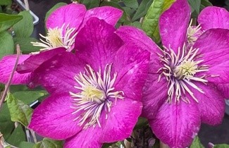 Afbeelding Bosrank 'Ville de Lyon' - Clematis 'Ville de Lyon'