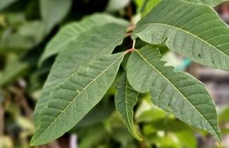 Afbeelding Toona  'Red Flamingo' - Toona sinensis 'Red Flamingo'