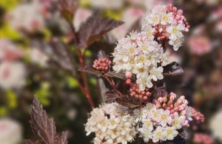 Afbeelding Blaasspiraea 'Tiny Wine' - Physocarpus opulifolius 'Tiny Wine'