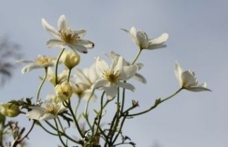 Afbeelding Bosrank 'Early Sensation' - Clematis 'Early Sensation'