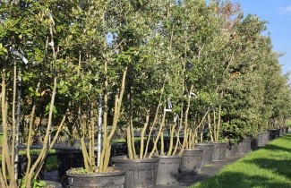Afbeelding Steeneik - Quercus ilex