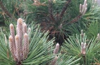 Afbeelding Japanse zwarte den 'Maijima' - Pinus thunbergii 'Maijima'