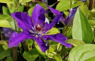 Afbeelding Bosrank 'The President' - Clematis 'The President'