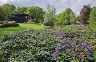 Afbeelding Rododendron 'Catawbiense Grandiflorum' - Rhododendron 'Catawbiense Grandiflorum'