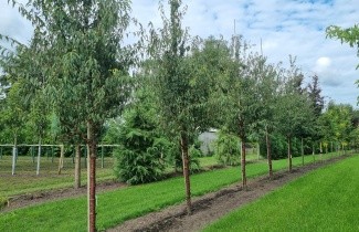 Afbeelding Tibetaanse Sierkers - Prunus serrula