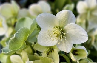 Afbeelding Kerstroos - Helleborus niger