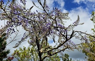 Afbeelding Blauwe regen - Wisteria sinensis 'Prolific'