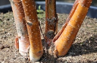 Afbeelding Chinese rode berk - Betula albosinensis 'Fascination'