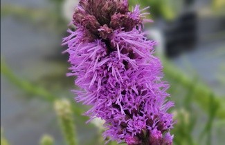 Afbeelding Lampenpoetser lila - Liatris spicata per kist á 24 st.