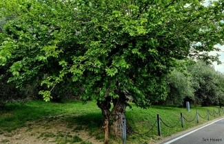 Afbeelding Zwarte moerbei - Morus nigra