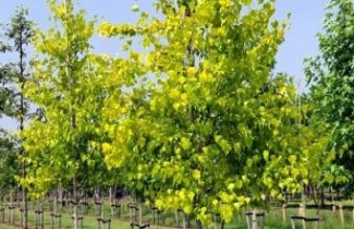 Afbeelding Goudberk - Betula pendula Golden Cloud