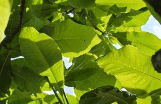 Afbeelding Magnolia tripetala - Magnolia tripetala
