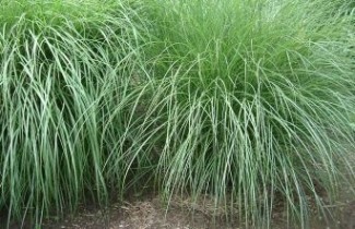 Afbeelding Prachtriet 'Adagio' - Miscanthus sinensis 'Adagio'