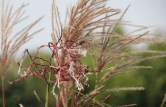 Afbeelding Prachtriet 'Ferner Osten' - Miscanthus sinensis 'Ferner Osten'