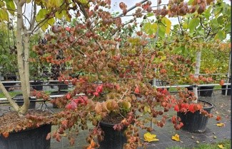Afbeelding Perzisch IJzerhout - Parrotia persica