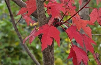 Afbeelding Rode Esdoorn - Acer rubrum