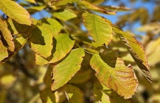 Afbeelding Geelhout - Cladrastis kentukea