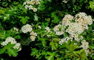 Afbeelding Eenstijlige Meidoorn - Crataegus monogyna