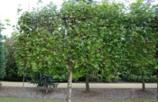 Afbeelding Oosterse plataan - Platanus orientalis