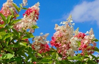 Afbeelding Pluimhortensia 'Pinky Winky' - Hydrangea paniculata 'Pinky Winky'