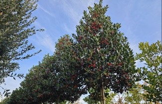Afbeelding Amerikaanse hulst - Ilex 'Nellie R. Stevens'