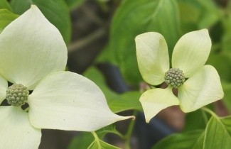 Afbeelding Japanse grootbloemige kornoelje 'China Girl' - Cornus kousa 'China Girl'