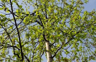 Afbeelding Zachte Berk - Betula pubescens