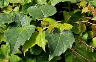 Afbeelding Oosterse wingerd 'Veitchii' - Parthenocissus tricuspidata 'Veitchii'
