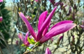 Afbeelding Magnolia 'Betty' - Magnolia 'Betty'