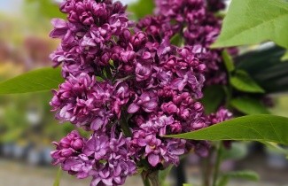 Afbeelding Sering 'Charles Joly' - Syringa vulgaris 'Charles Joly'