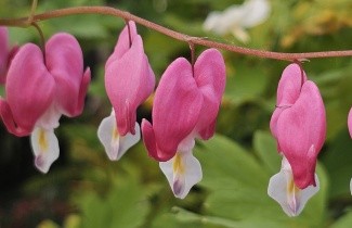 Afbeelding Gebroken hartje - Dicentra spectabilis