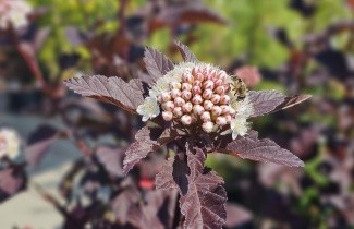 Afbeelding Blaasspiraea 'Diabolo' - Physocarpus opulifolius 'Diabolo'