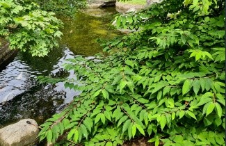 Afbeelding Japanse Sneeuwbal 'Mariesii' - Viburnum plicatum 'Mariesii'