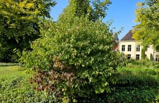 Afbeelding Rode kornoelje - Cornus sanguinea