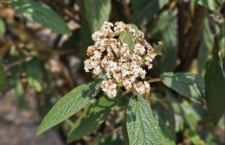 Afbeelding Sneeuwbal - Viburnum rhytidophyllum