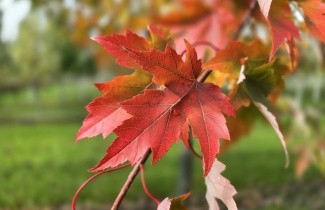 Afbeelding Esdoorn 'Autumn Blaze' - Acer x freemanii 'Autumn Blaze'